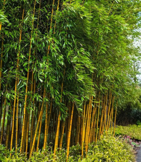 Phyllostachys aureosulcata Aureocaulis
